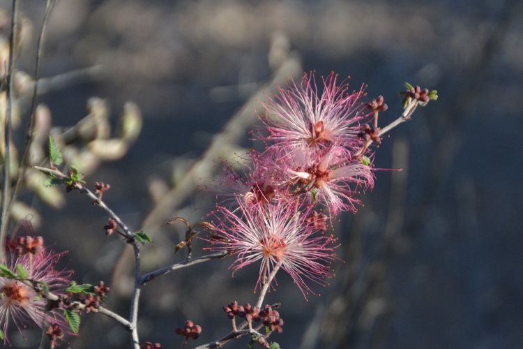 fairy duster